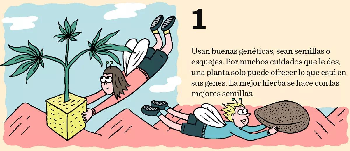 1. Usan buenas genéticas, sean semillas o esquejes. Por muchos cuidados que le des, una planta solo puede ofrecer lo que está en sus genes. La mejor hierba se hace con las mejores semillas.