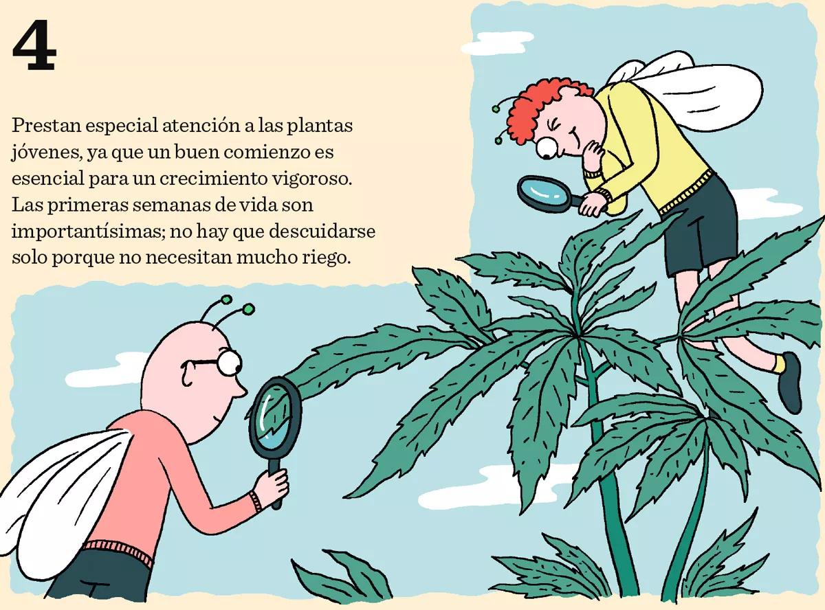 4. Prestan especial atención a las plantas jóvenes, ya que un buen comienzo es esencial para un crecimiento vigoroso. Las primeras semanas de vida son importantísimas; no hay que descuidarse solo porque no necesitan mucho riego.