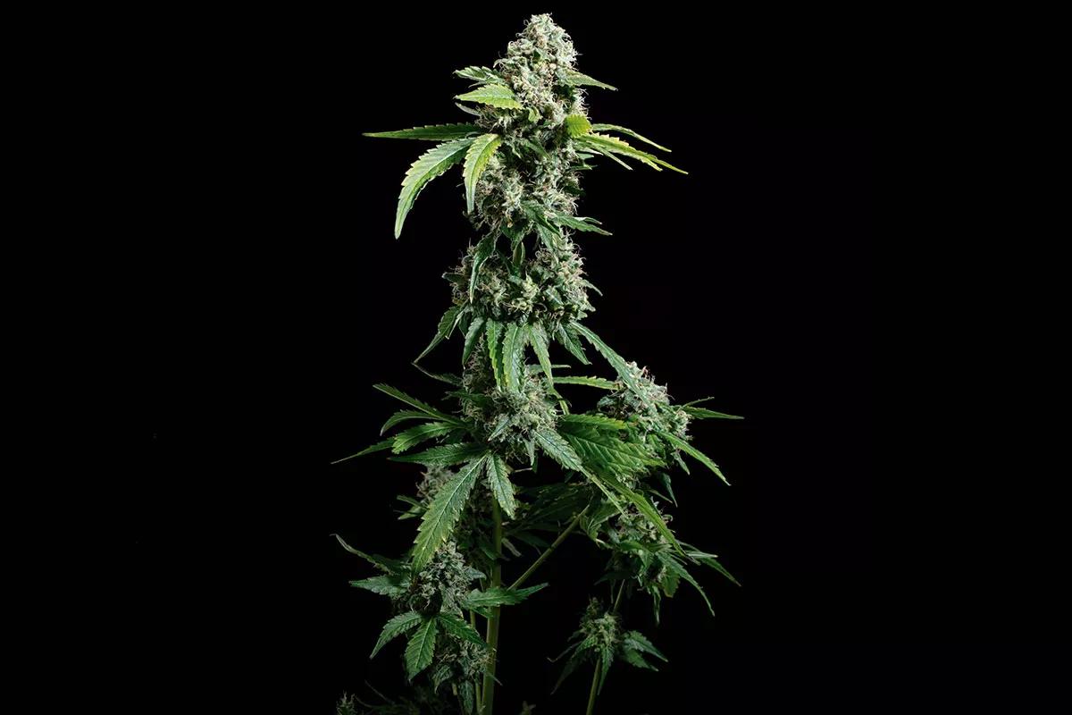 Hippo High Blimburn Seeds