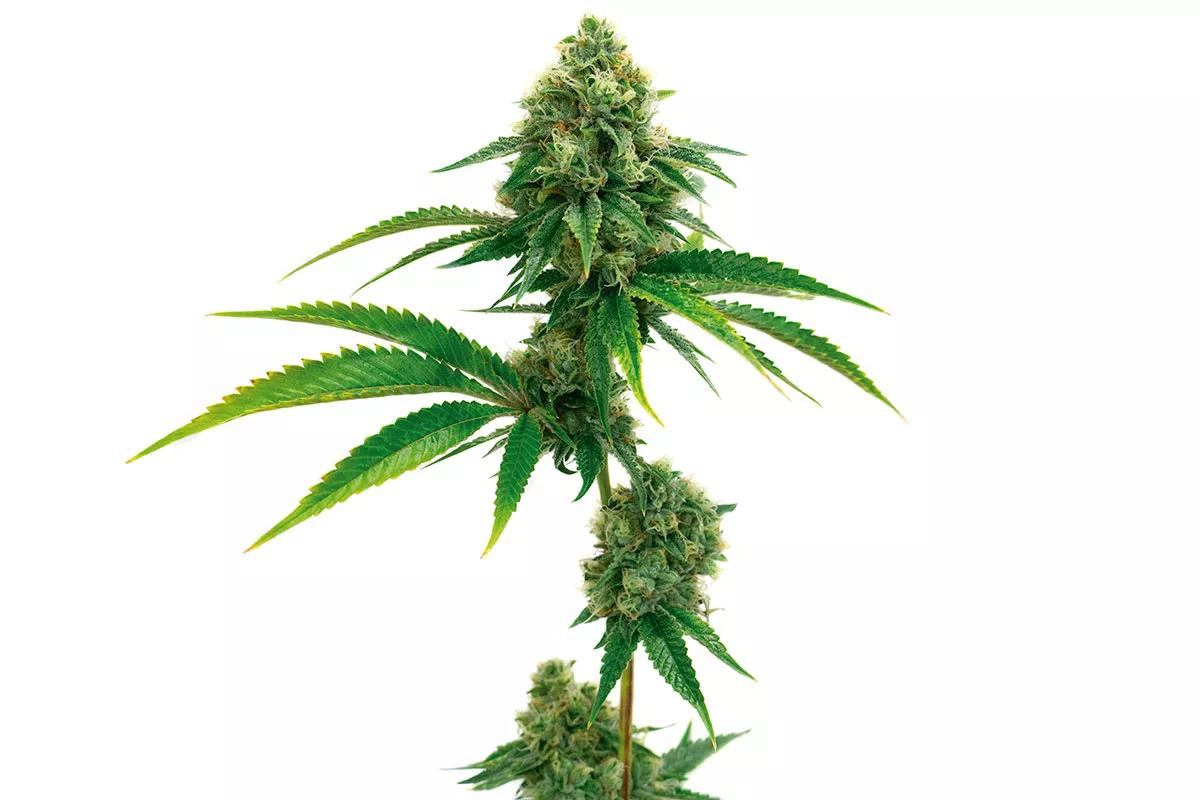 Scrambler Haze Blimburn Seeds