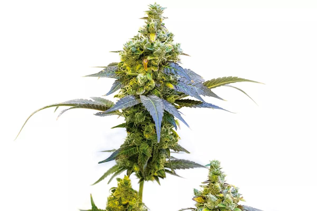 Stoned Panda Blimburn Seeds
