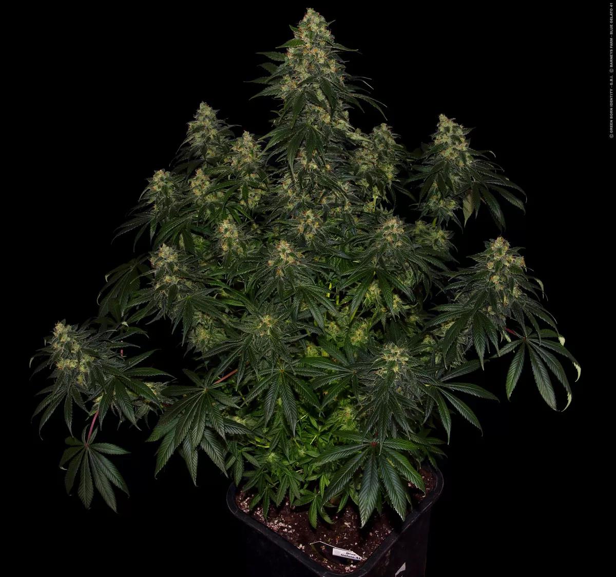 Blue Gelato 41
