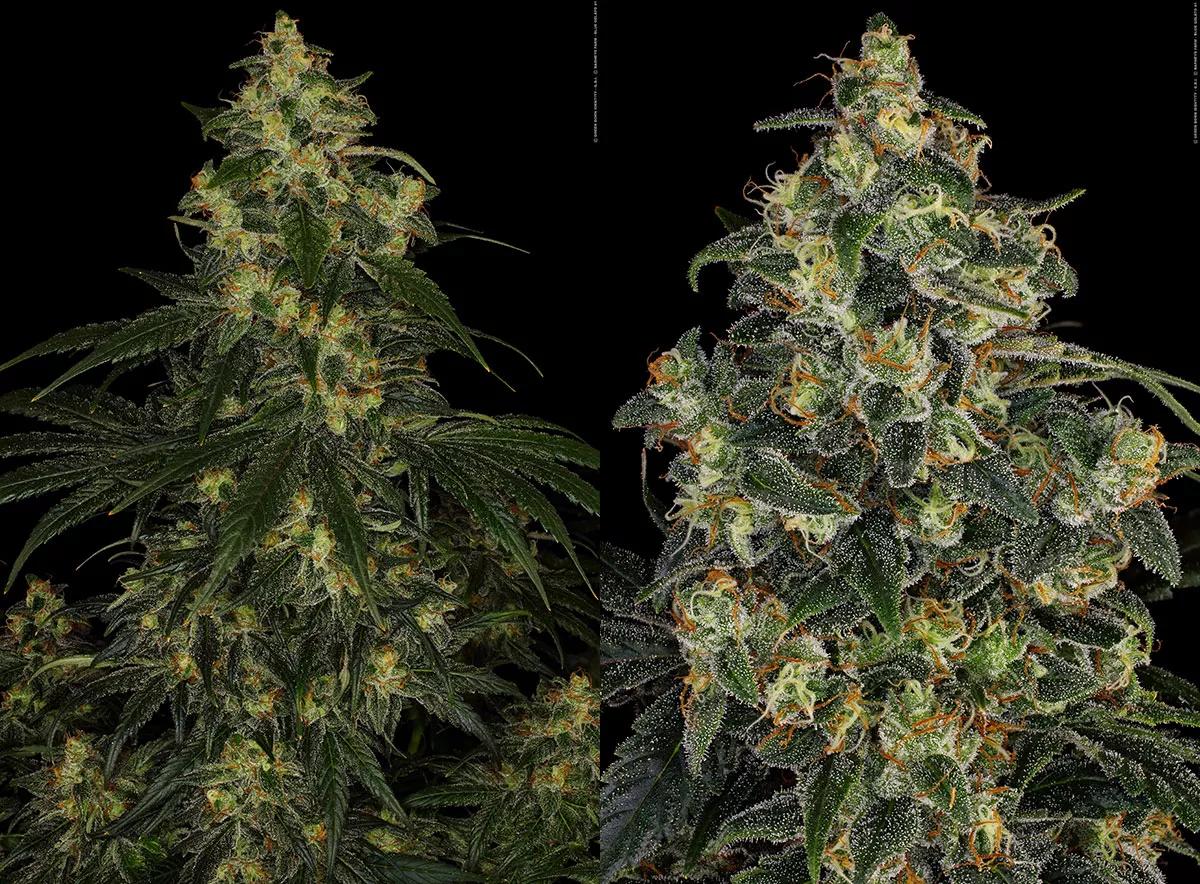 Blue Gelato 41