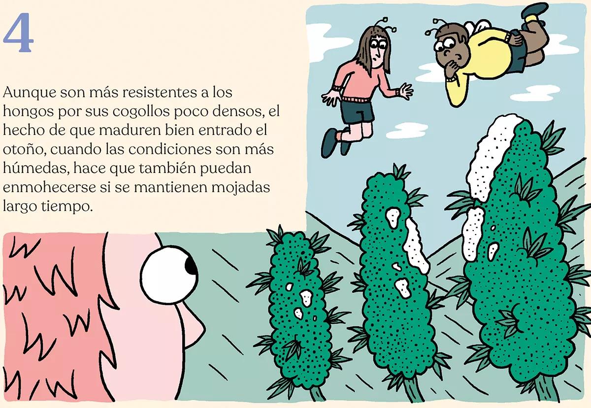 La cosecha de las sativas en exterior: trucos y claves 