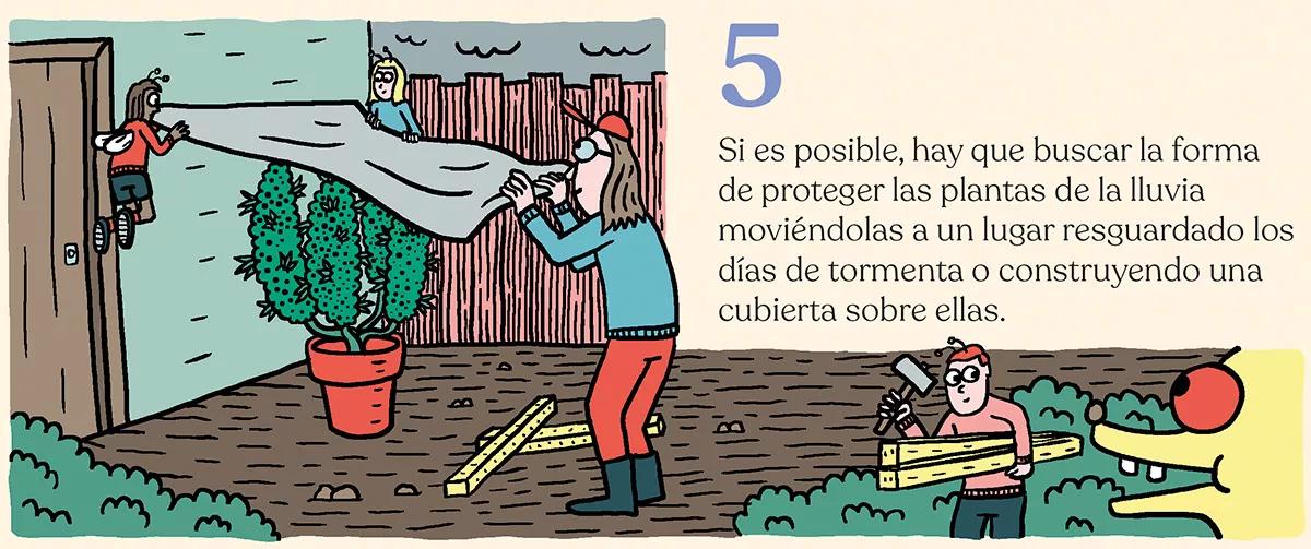 La cosecha de las sativas en exterior: trucos y claves 