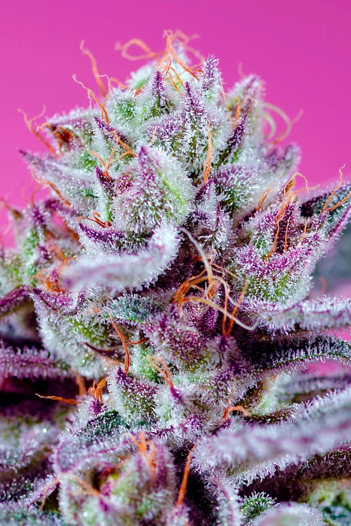 Sweet Seeds® Presenta sus Novedades 2025 en su 20.º Aniversario