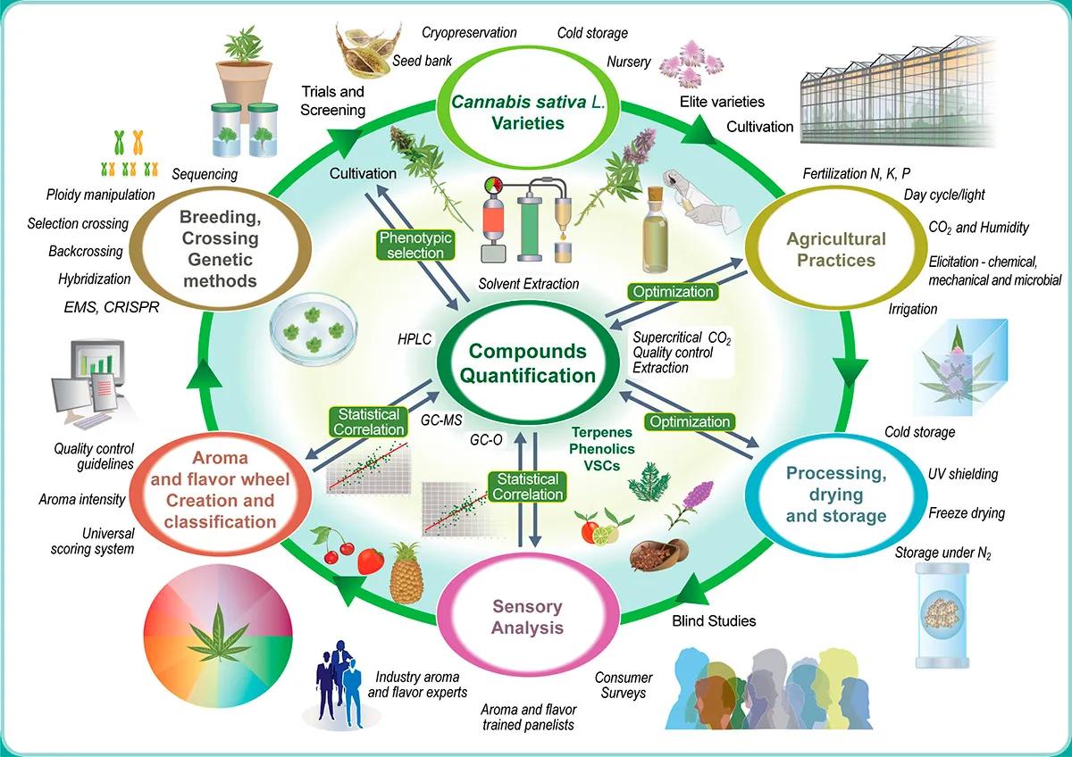 Explorando la diversidad de aromas y sabores en Cannabis sativa L