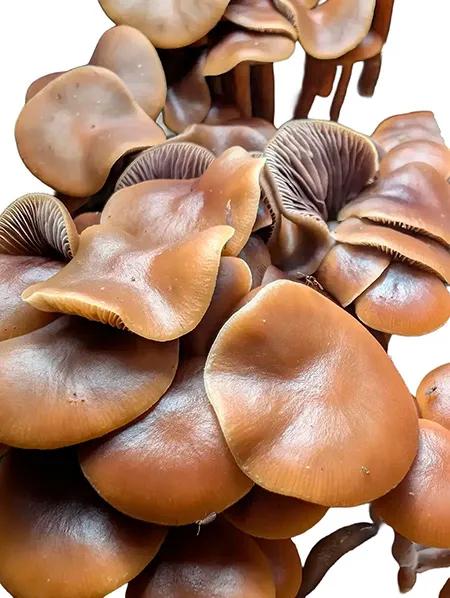  Psilocybe ingeli