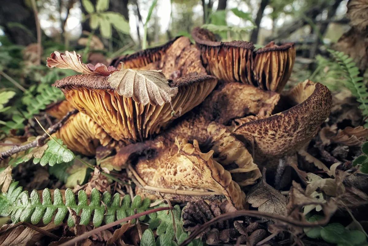 Fungi Foundation actualiza Guía Ética de Etnomicología 2025