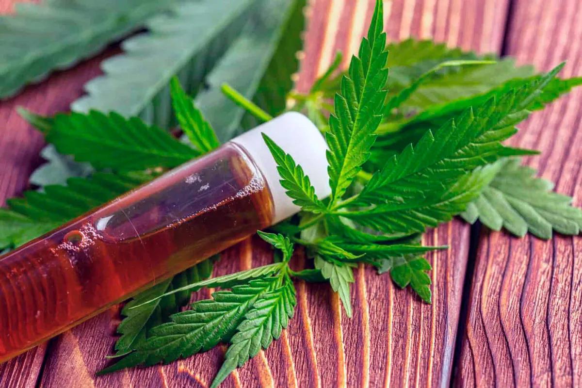 Europa podría autorizar su primer fármaco cannábico de planta completa