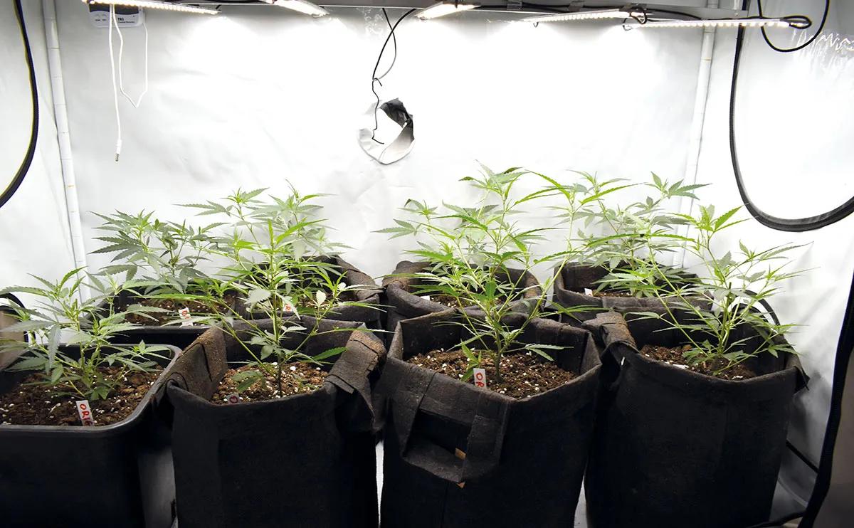 Diez pasos para montar el primer cultivo interior 